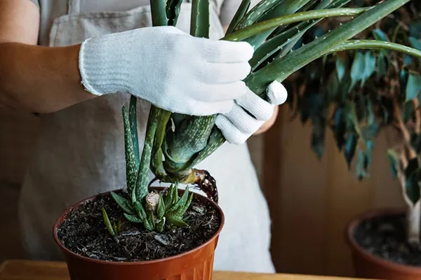 راهنمای تکمیلی کاشت آلوورا شکسته : احیای دوباره گیاهان 1 Planting broken aloe vera 1