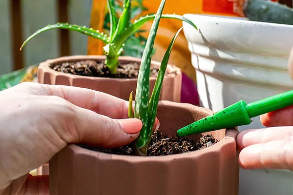 راهنمای تکمیلی کاشت آلوورا شکسته : احیای دوباره گیاهان 2 Planting broken aloe vera 2