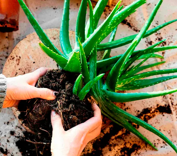راهنمای تکمیلی کاشت آلوورا شکسته : احیای دوباره گیاهان 3 Planting broken aloe vera 3
