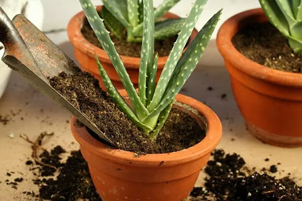 راهنمای تکمیلی کاشت آلوورا شکسته : احیای دوباره گیاهان 4 Planting broken aloe vera 4