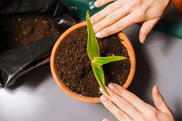راهنمای تکمیلی کاشت آلوورا شکسته : احیای دوباره گیاهان 5 Planting broken aloe vera 5