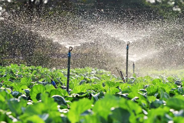 drip irrigation system buying guide abzari photo 3